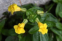 Erythranthe guttata
